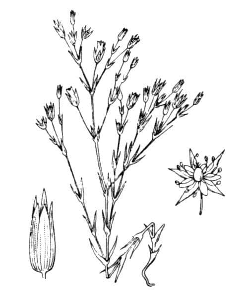 Minuartia ibrida 20