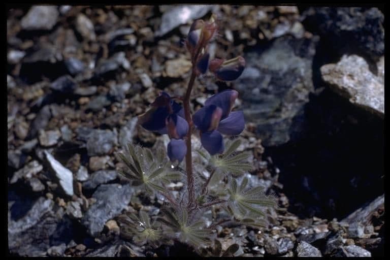 Schau-Lupine 9