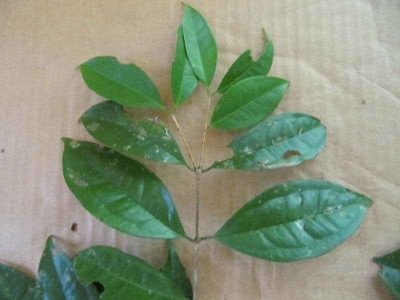 Eugenia 5