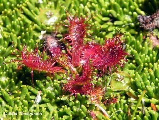 Drosera 8