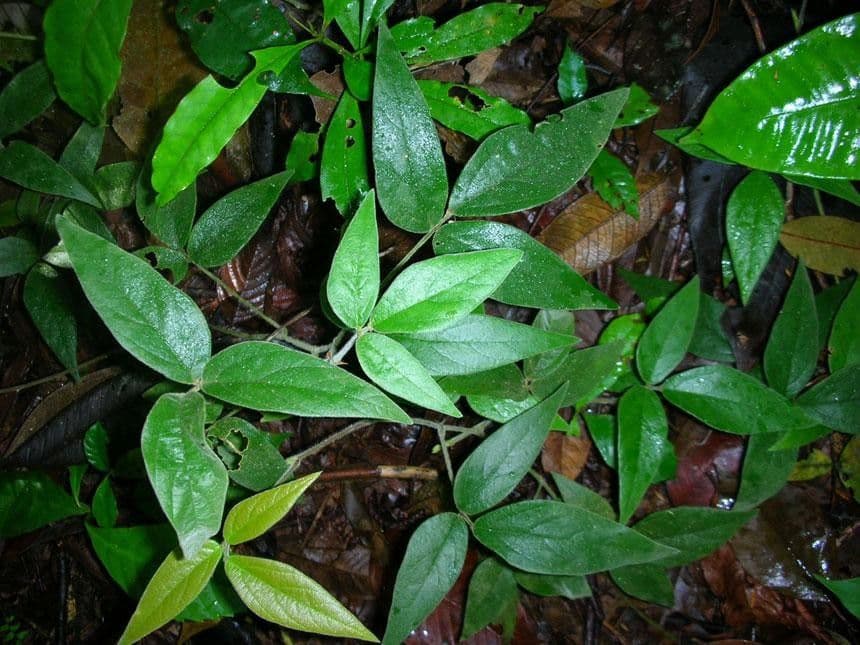 Desmodium 7