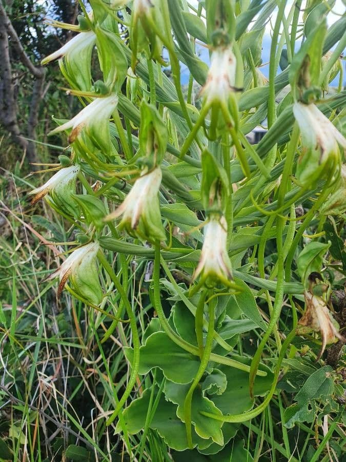 Bonatea 8