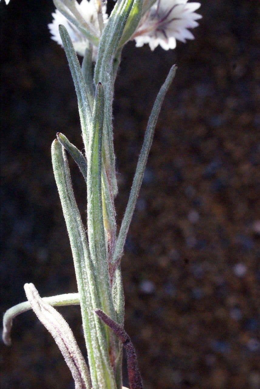 Waitzia profumata 7