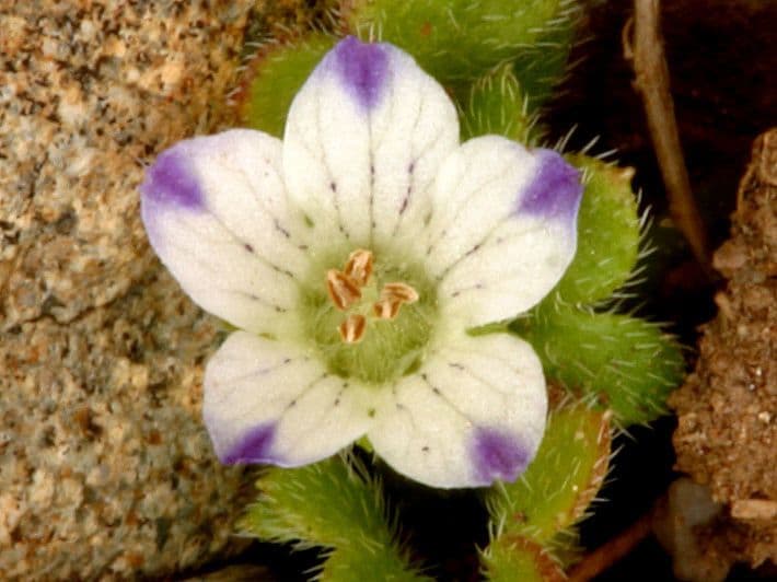 Nemophila 3