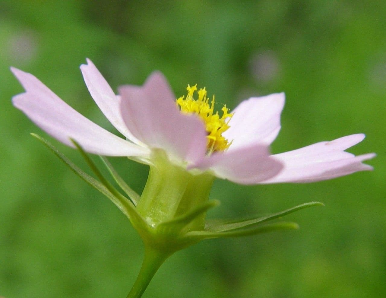 Cosmos parviflorus 3