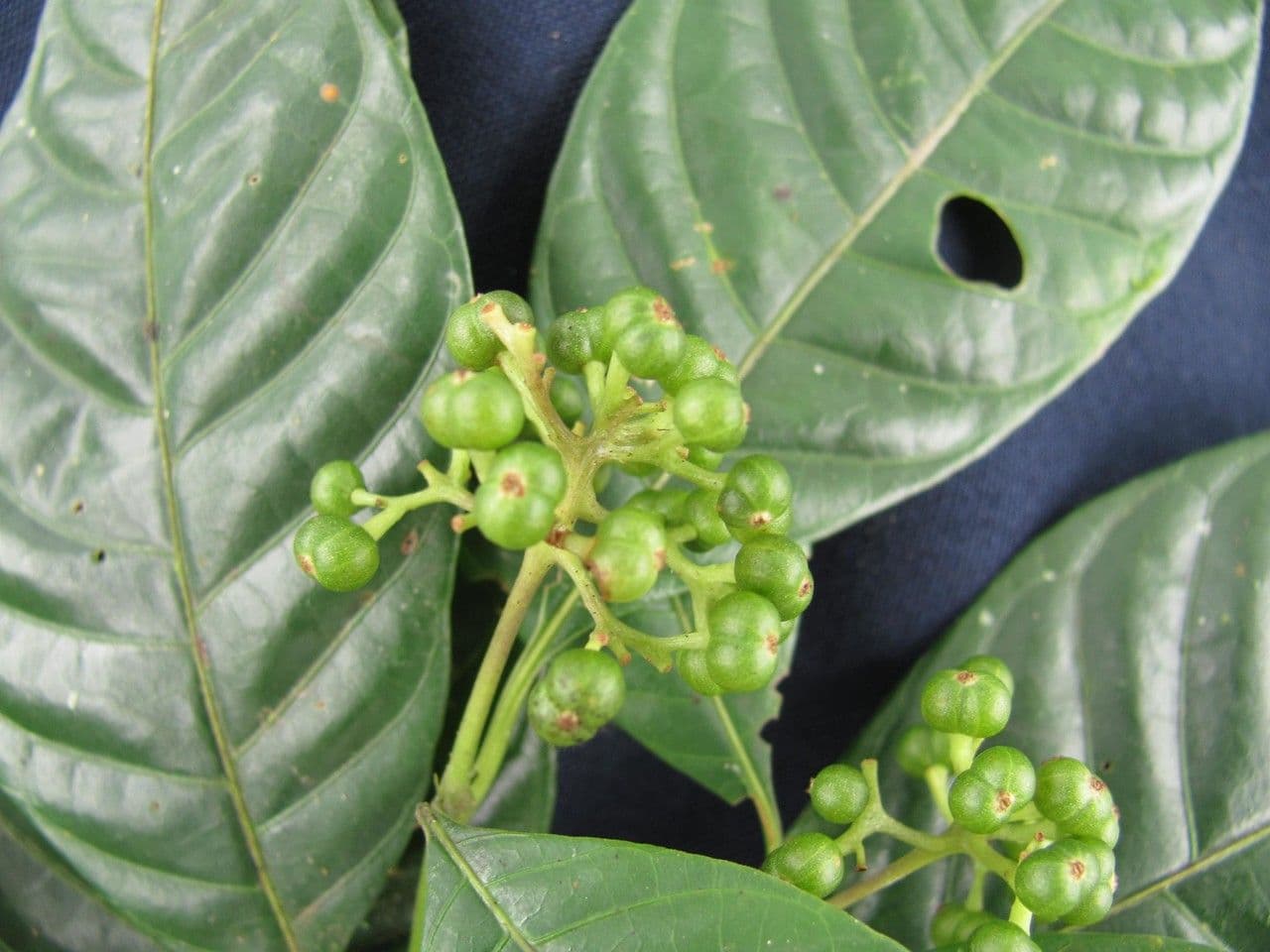 Psychotria 21
