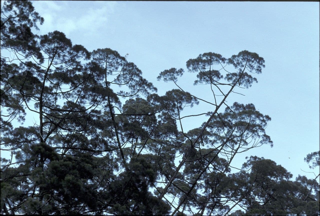 Gymnostoma 2
