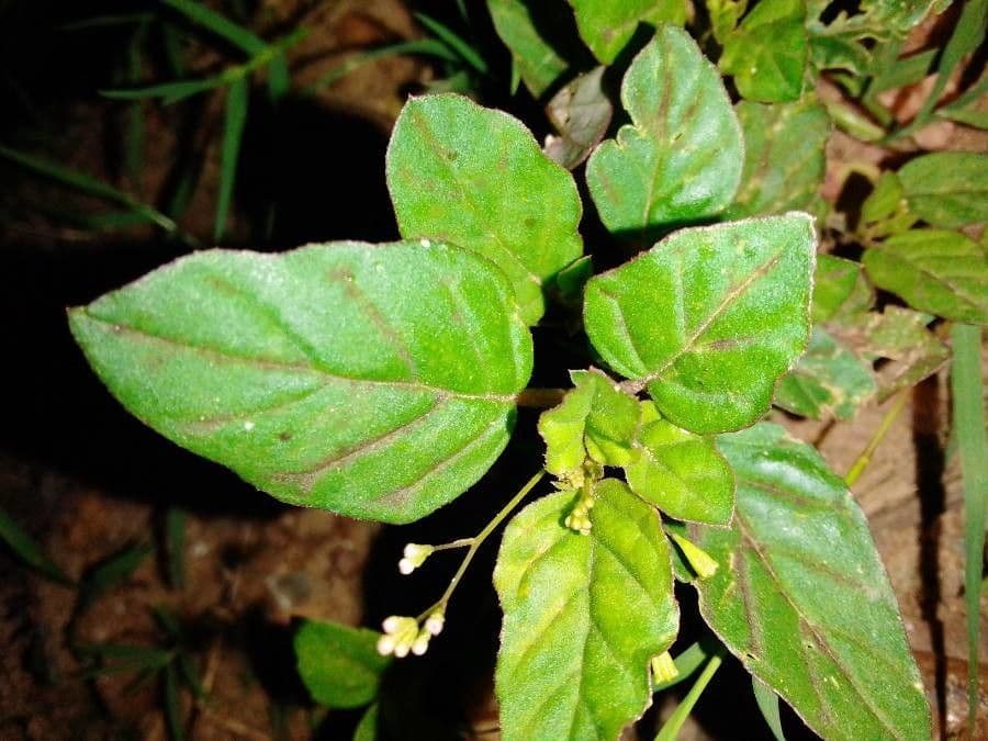 Boerhavia erecta 20