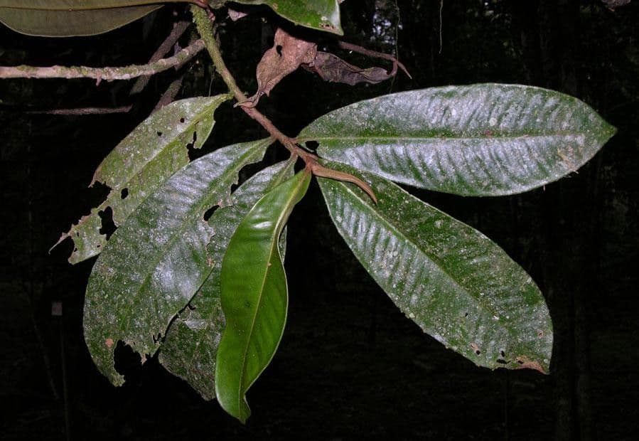 Ardisia 9