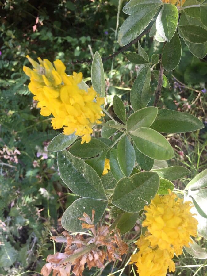 Argyrocytisus battandieri 2