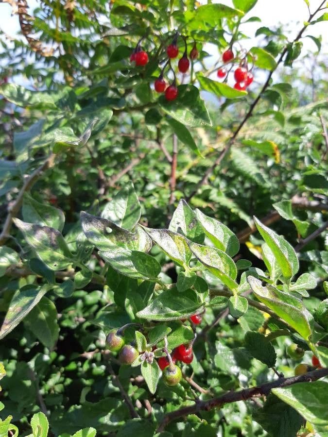 Dulcamara 26