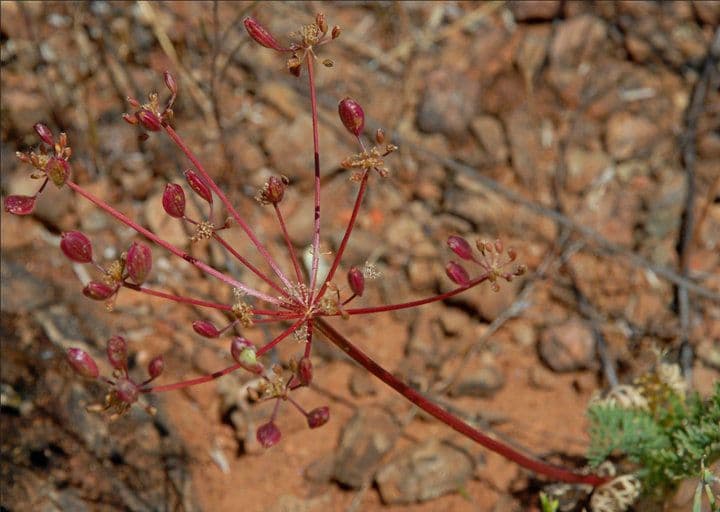 Lomatium 2