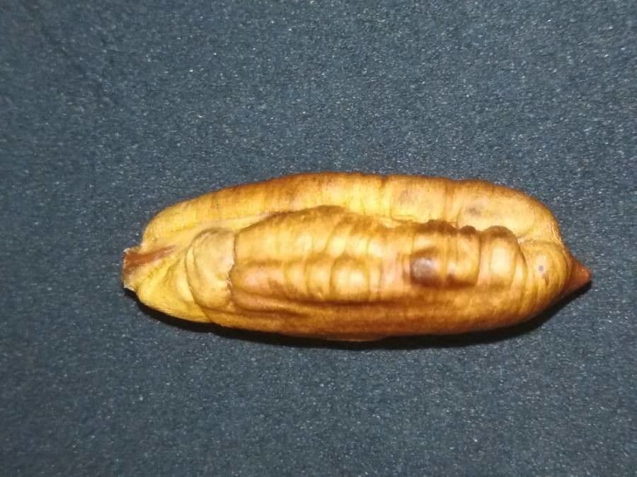 Palma da datteri 30