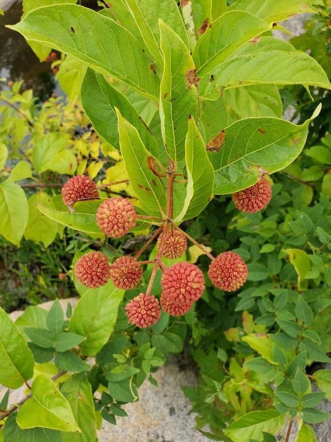 Cefalanto 4