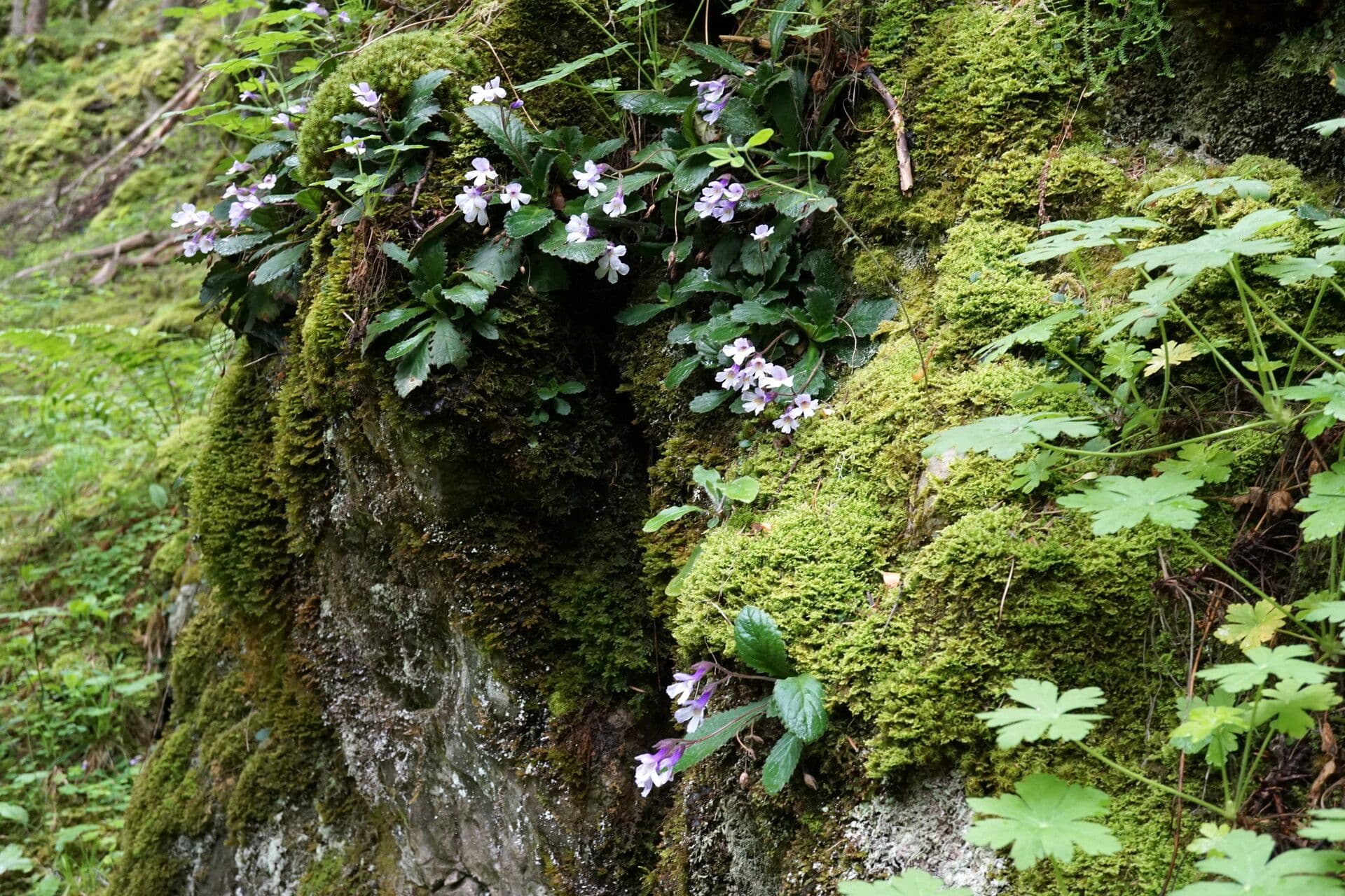 Haberlea 8