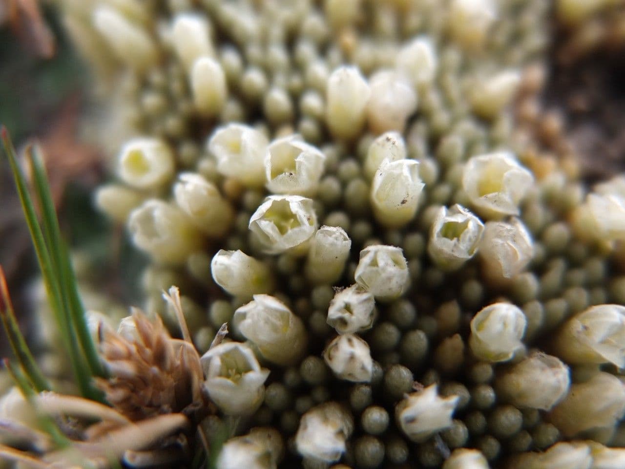 Pycnophyllum 5