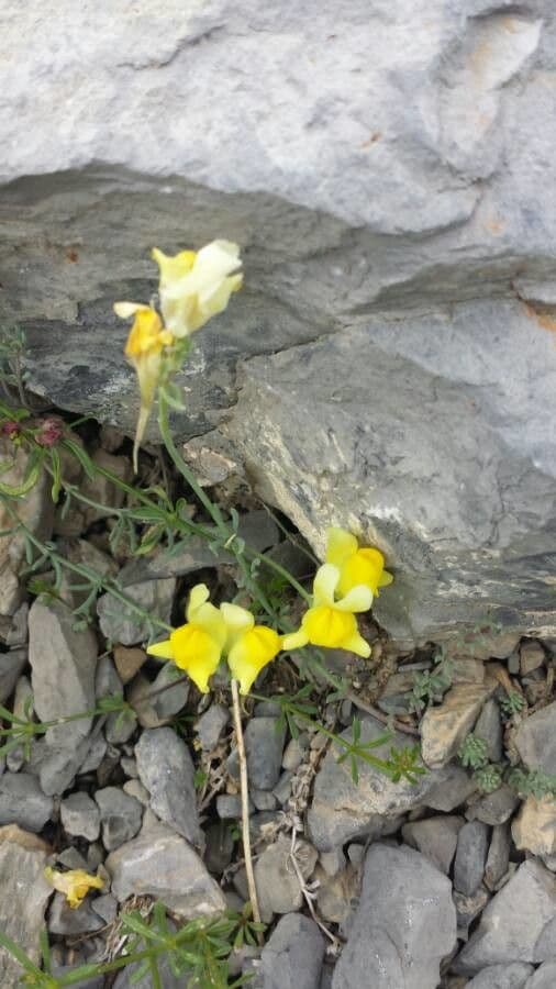 Linaria supina 5