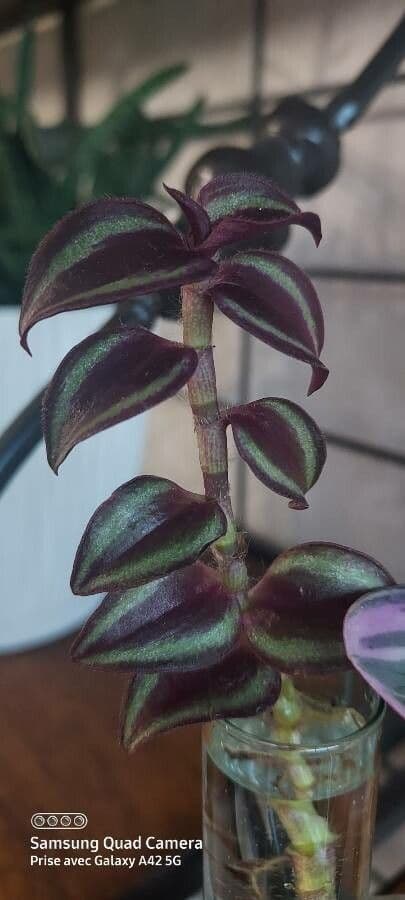 Tradescantia 18