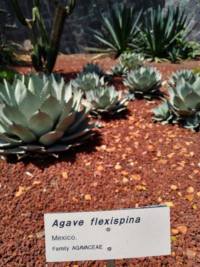 Agave 2