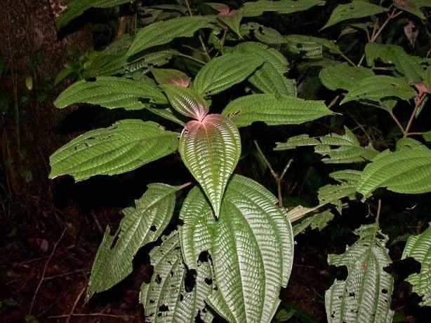 Miconia 8
