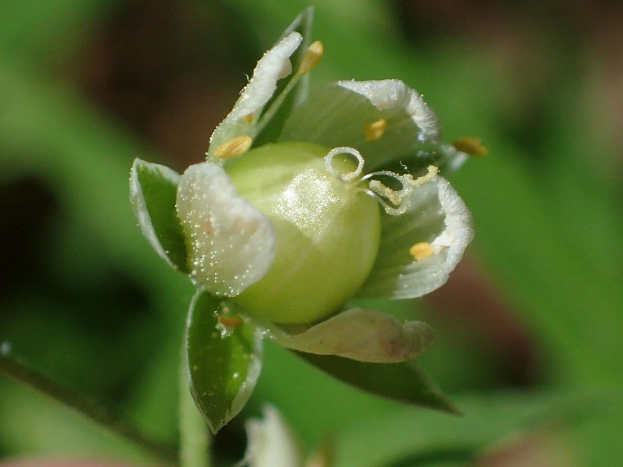 Echte Sternmiere 2