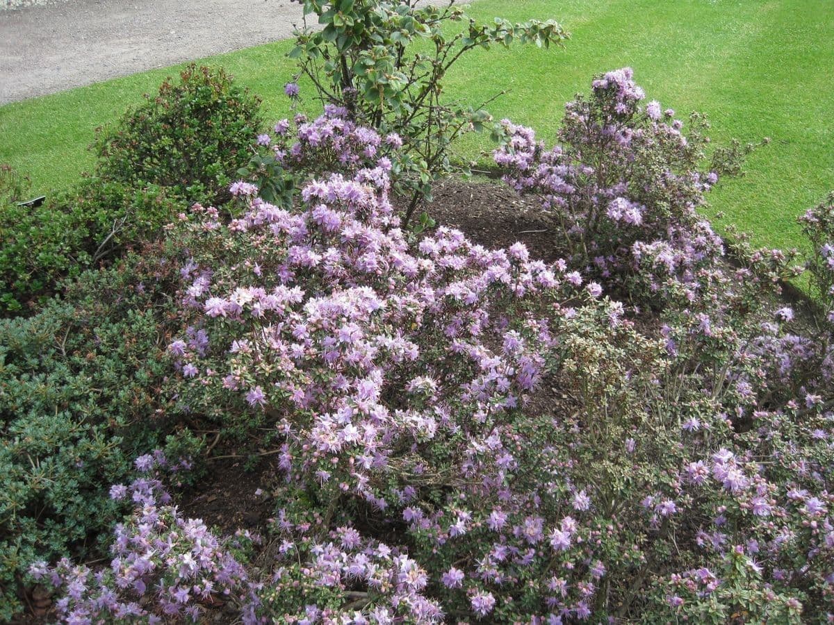 Rododendro 8