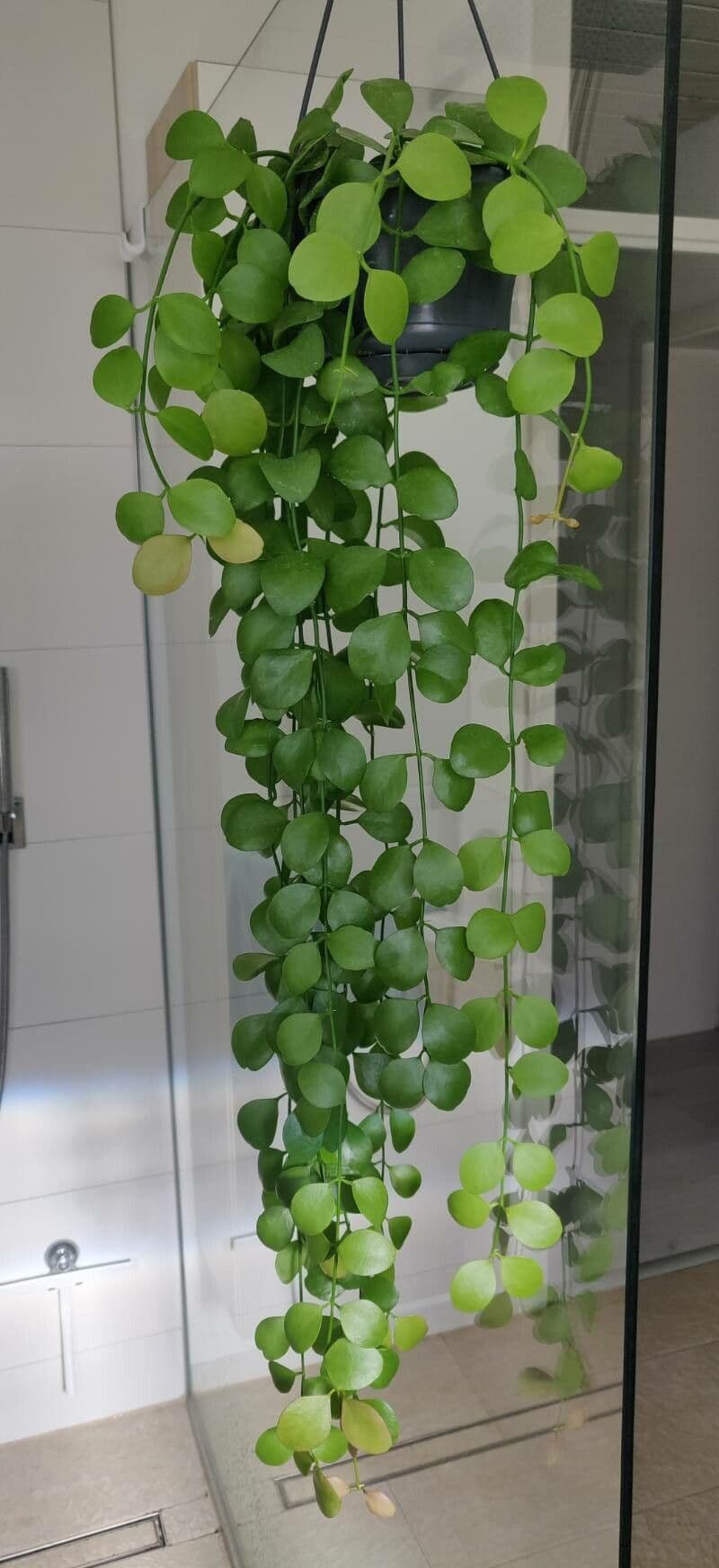 Dischidia 2