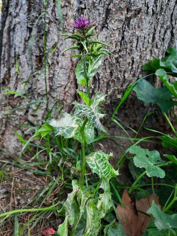 Mariendistel 14