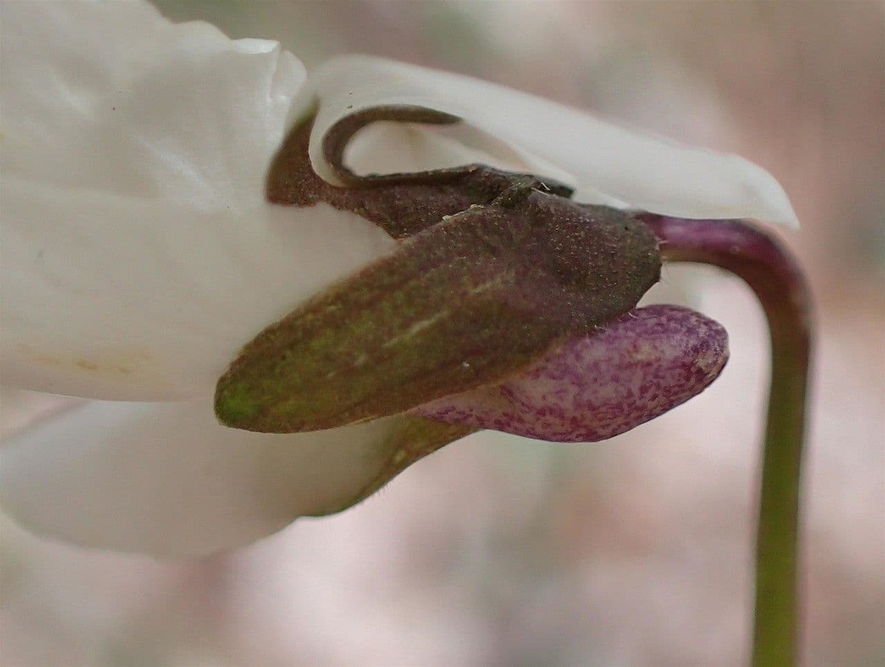 Viola bianca 12