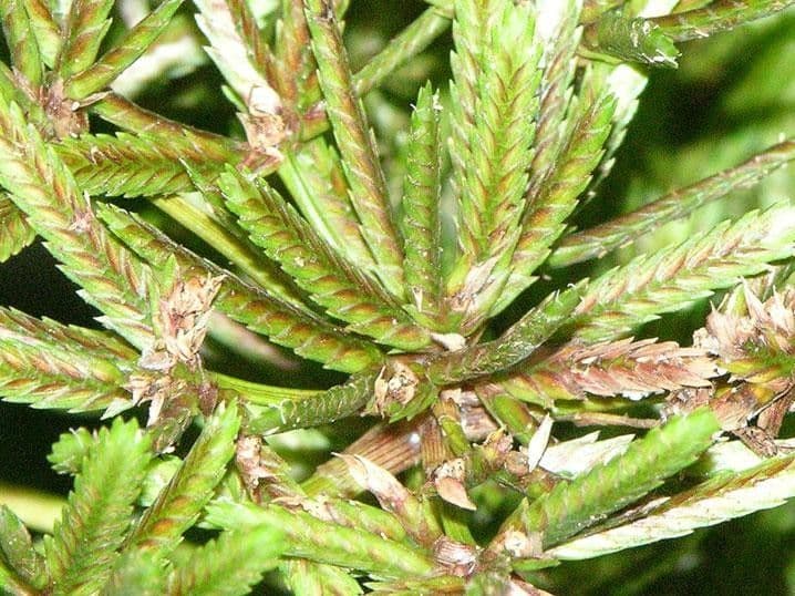 Miliifolius Zypergras 2