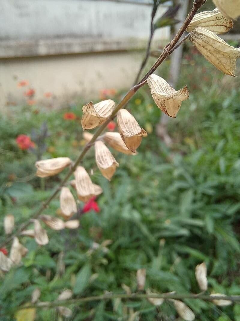 Salvia a foglie piccole 3