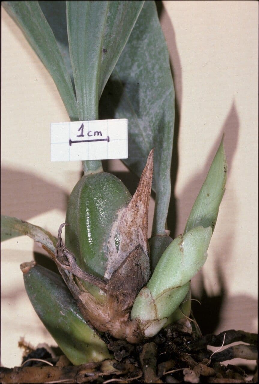 Batemannia