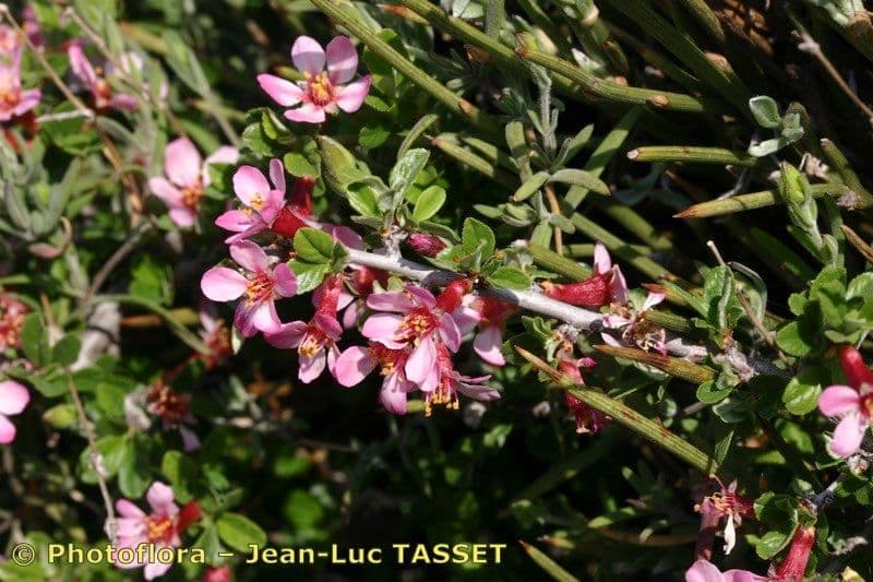 Cerisier 27