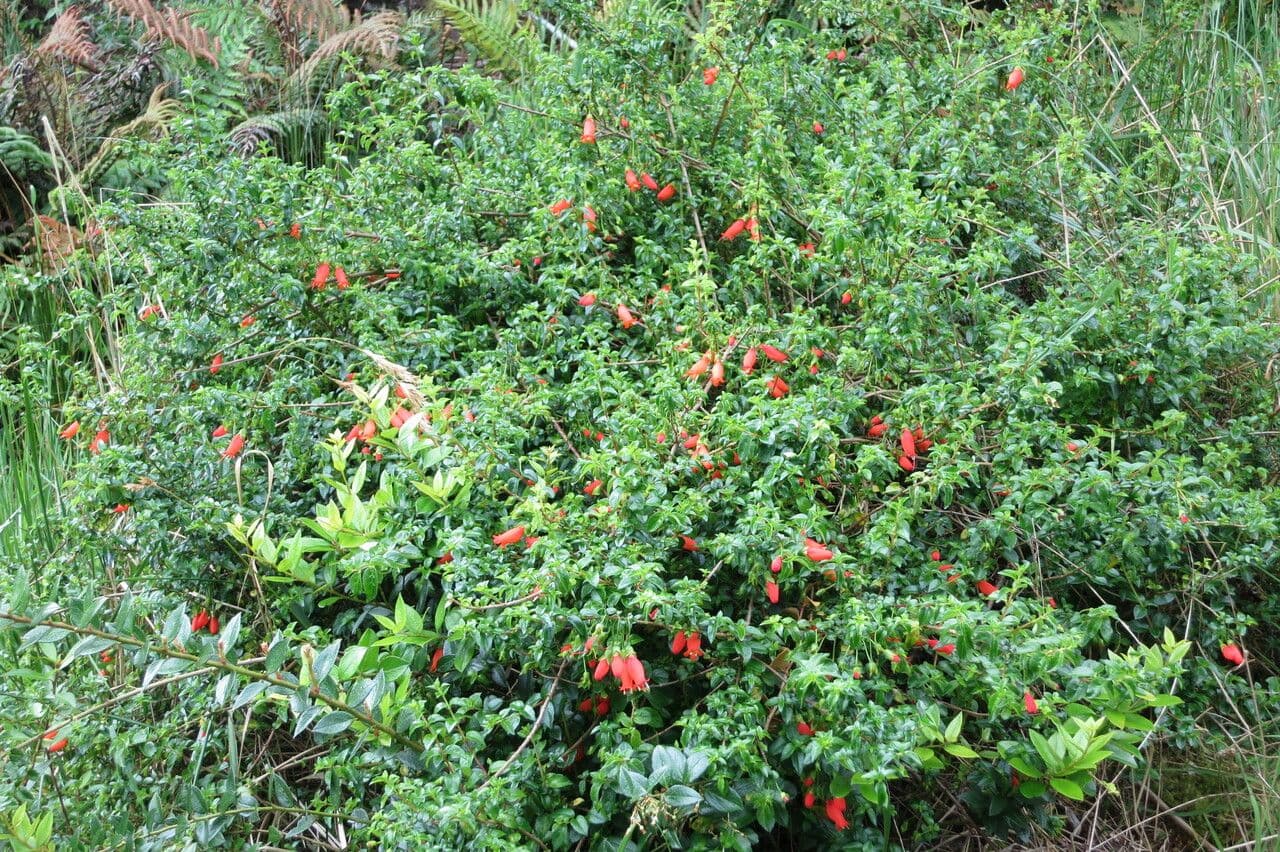 Mitraria 10