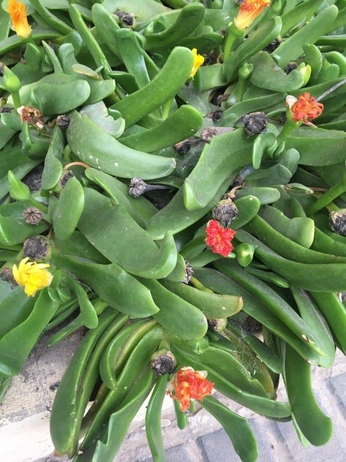 Glottiphyllum 13