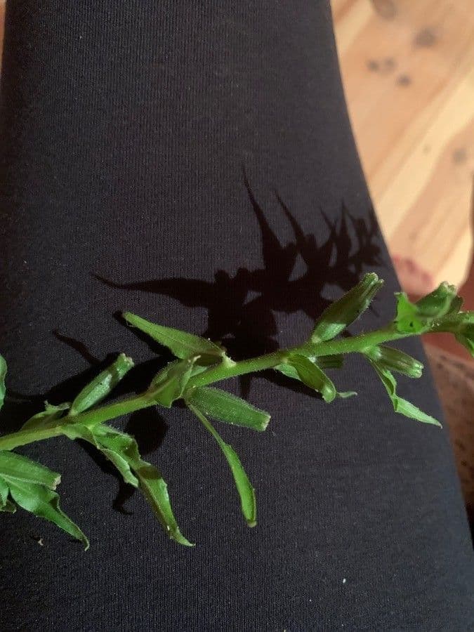 Onagra stricta 2