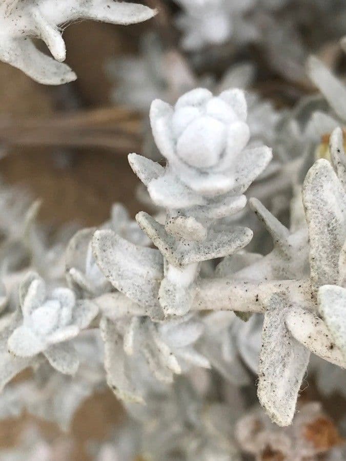 Achillea marittima 19