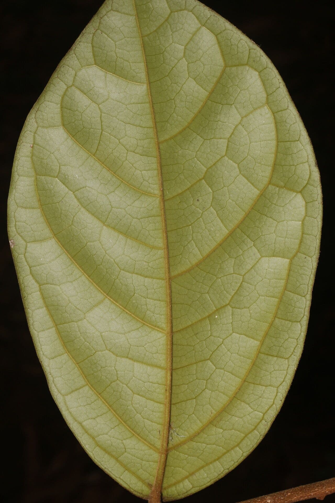 Leretia 6