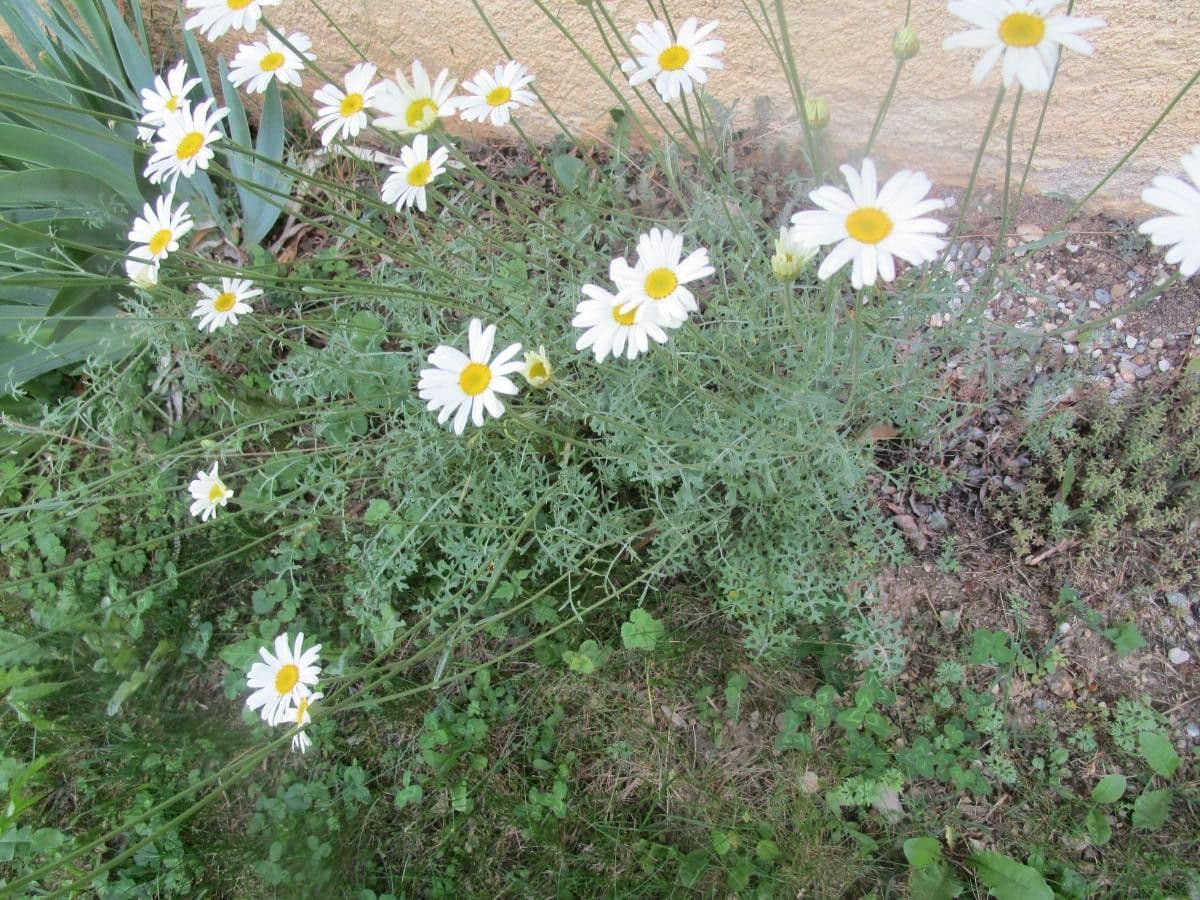 Vrabolček dalmatínsky 12