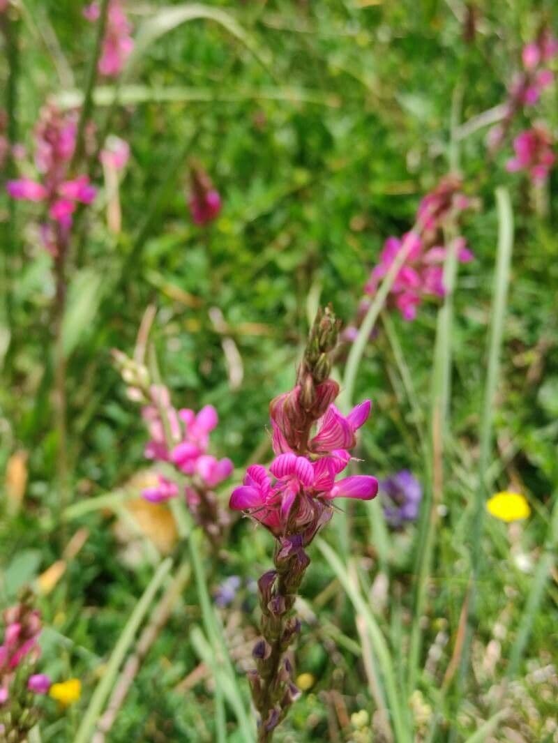 Onobrychis