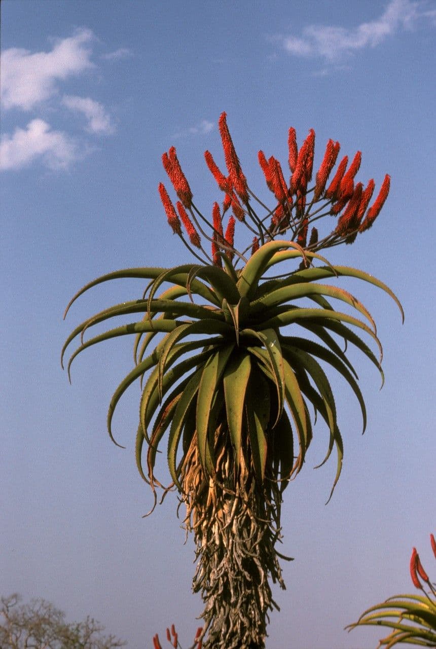 Aloe 4