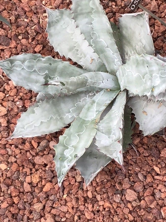 Agave