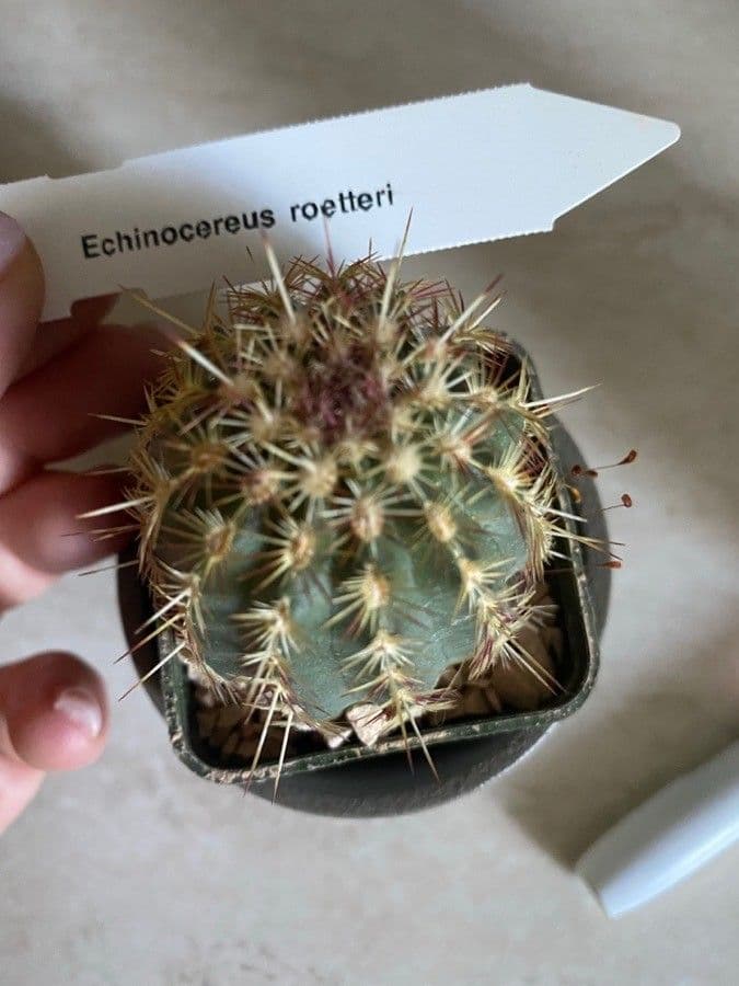 Igel-Kaktus