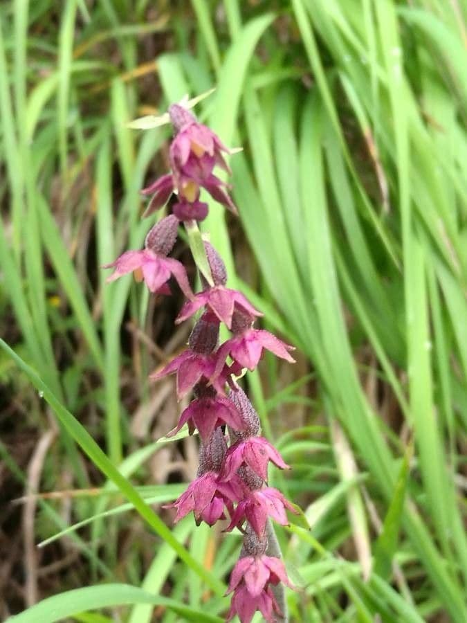 Elleborine violacea 10