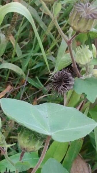 Abutilon di Teofrasto 16