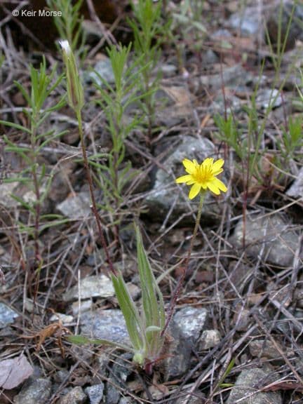 Agoseris annuale 12