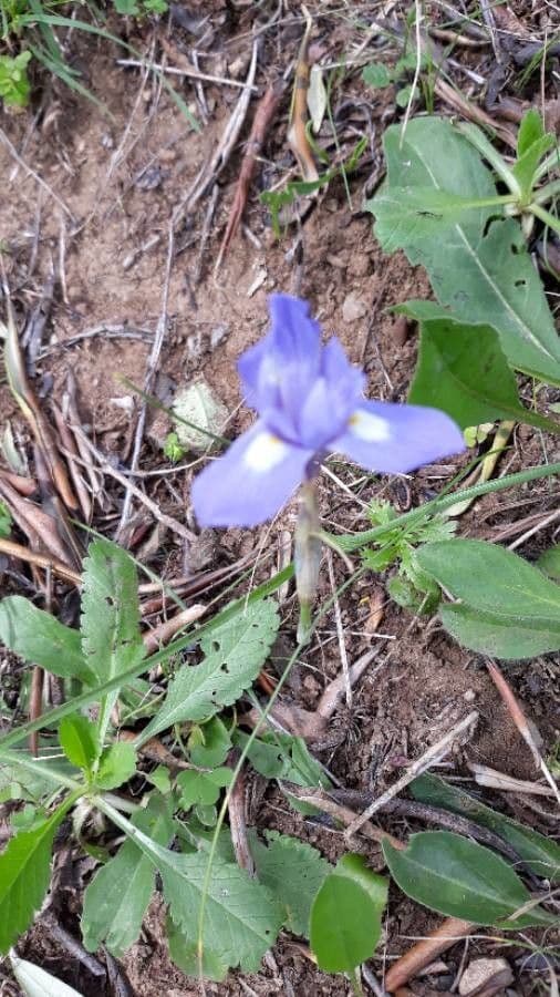 Iris 12
