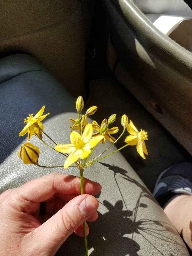 Triteleia 5