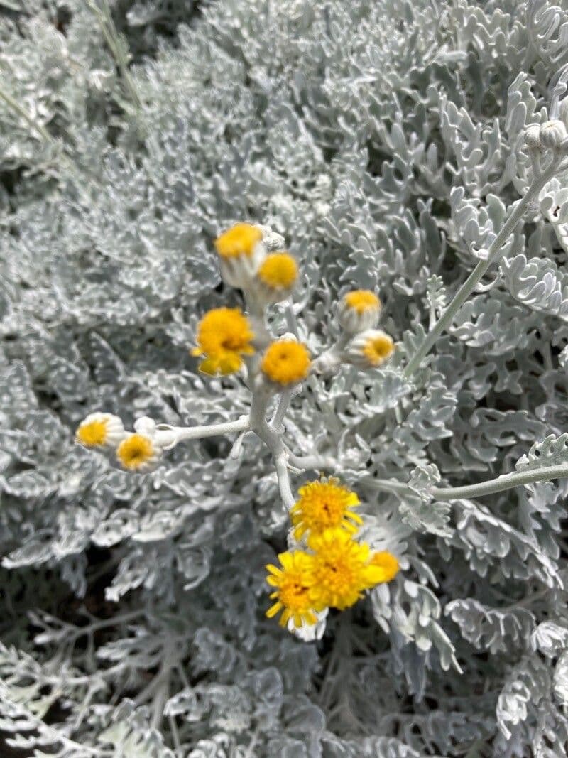 Senecio leucofillo