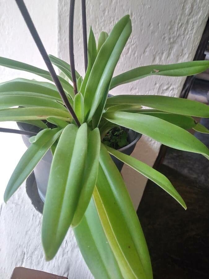 Paphiopedilum splendido 12